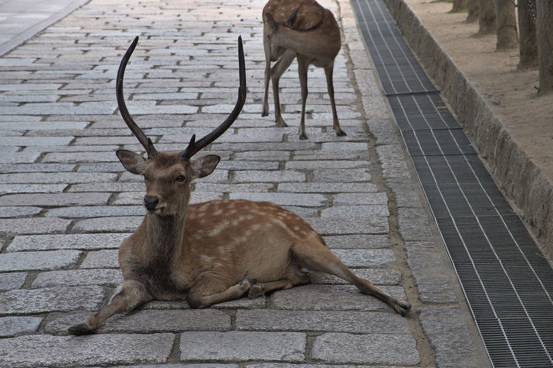 A wild deer in front of Todai-ji temple, Nara